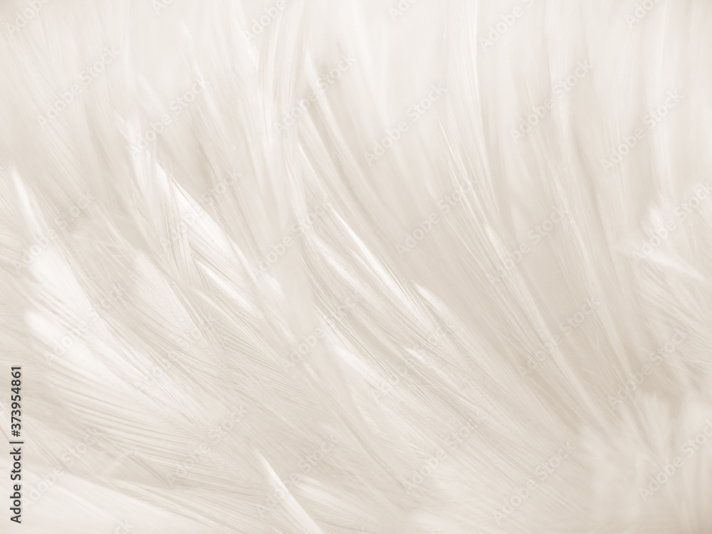 Beautiful abstract gray and white feathers on white background, soft brown feather texture on white pattern background, yellow feather background Beautiful abstract gray and white feathers on white background, soft brown feather texture on white pattern background, yellow feather background