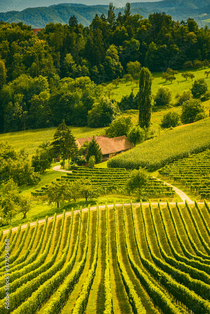 Fototapeta premium Vineyard landscape at South Styrian Wine Road in Slovenia on border with Austria.Famous Tuscany like tourist spot for wine lovers.
