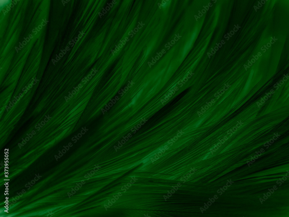 Beautiful abstract pastel green feathers on dark background, black feather frame texture on green background, dark feather, black banners Beautiful abstract pastel green feathers on dark background, black feather frame texture on green background, dark feather, black banners
