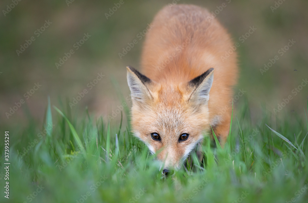 Red fox kit in the wild