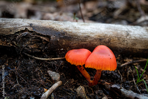 The Mushroom Twins