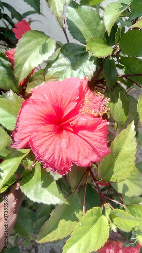 pink hibiscus flower