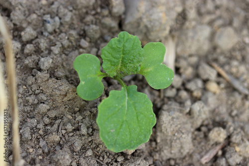 Green plant, young rapeseed growing in soil