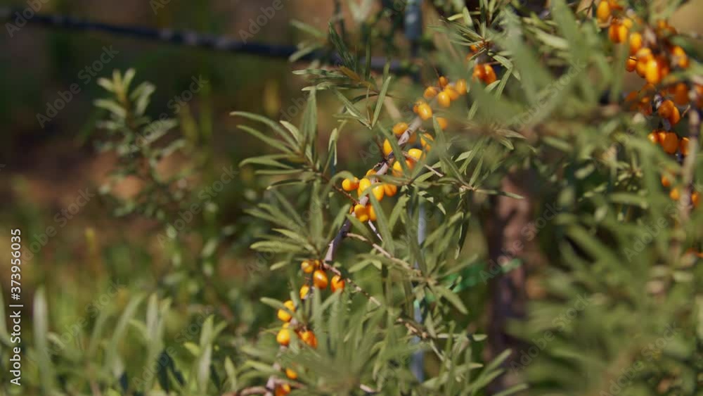 Yellow organic sea buckthorn berries growing on a tree close up with a shallow depth of field ready to harvest in slow-motion. Yellow organic sea buckthorn berries growing on a tree close up with a shallow depth of field ready to harvest in slow-motion.