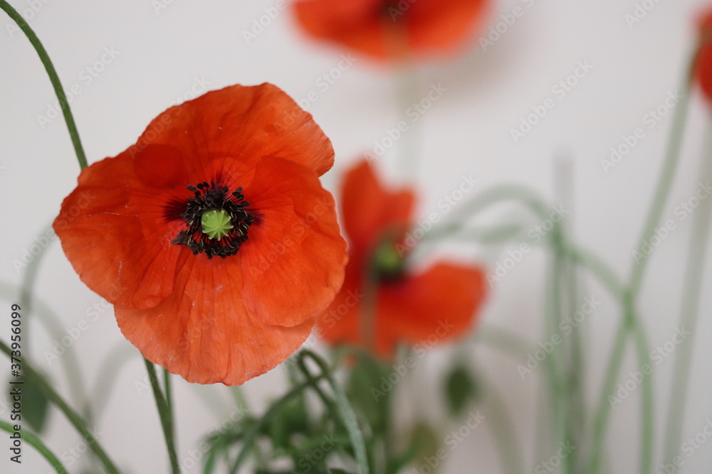 Fototapeta premium Red poppy flower in a field