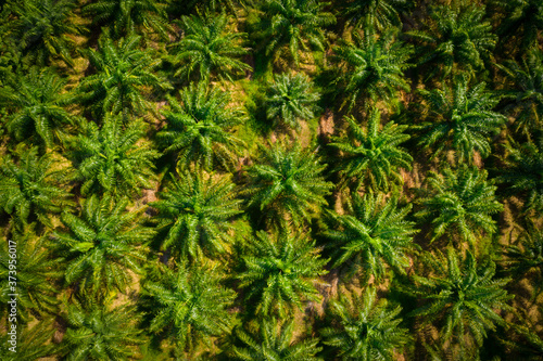 Aerial view of a palm oil industrial tree plantation pattern