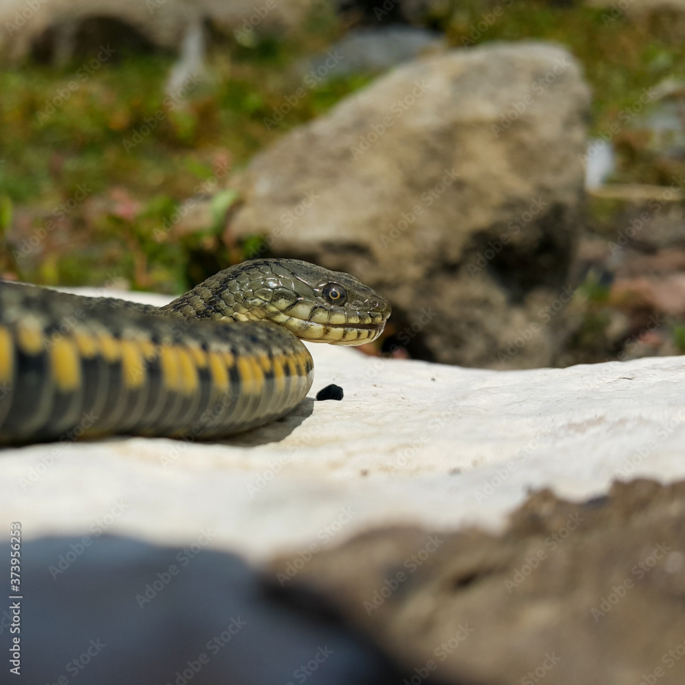Selective focus on the reptile's head. Common Water Snake (Natrix). The snake Natrix lies on a white stone. Python is black and orange. The Mora snake looks ahead. Square footage. Selective focus on the reptile's head. Common Water Snake (Natrix). The snake Natrix lies on a white stone. Python is black and orange. The Mora snake looks ahead. Square footage.