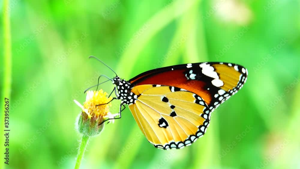 Thai butterfly in pasture flowers Insect outdoor nature Thai butterfly in pasture flowers Insect outdoor nature