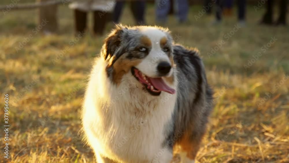 border collie dog in the golden hour border collie dog in the golden hour