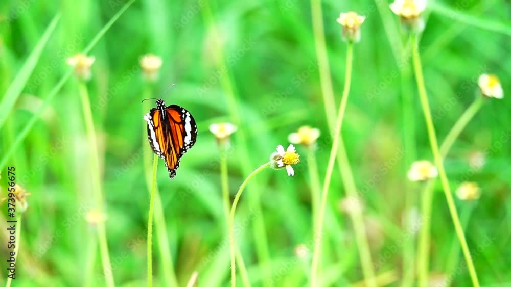 Thai butterfly in pasture flowers Insect outdoor nature Thai butterfly in pasture flowers Insect outdoor nature