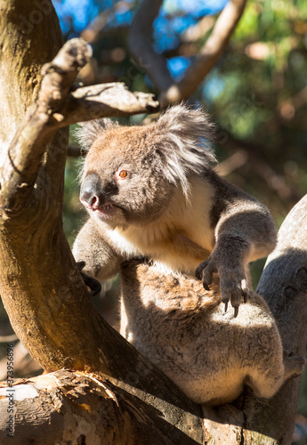 Fototapeta Naklejka Na Ścianę i Meble -  Koala in the wild on Kangaroo Ireland, Australia. 