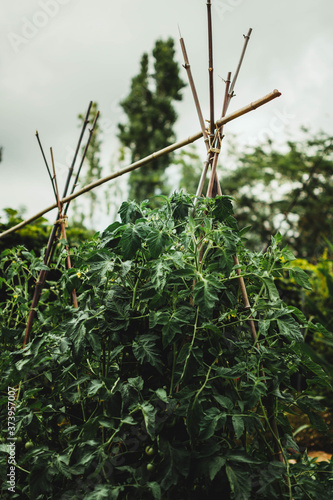 Tomato plant