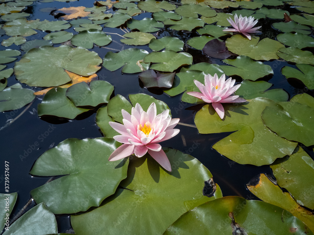 Ninfea. Water lilies on the top of a pond. Ninfea. Water lilies on the top of a pond.