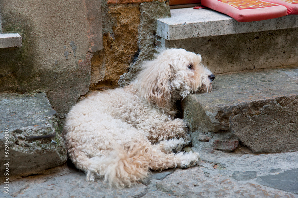 Tired dog in an old town in Tuscany, Italy.
