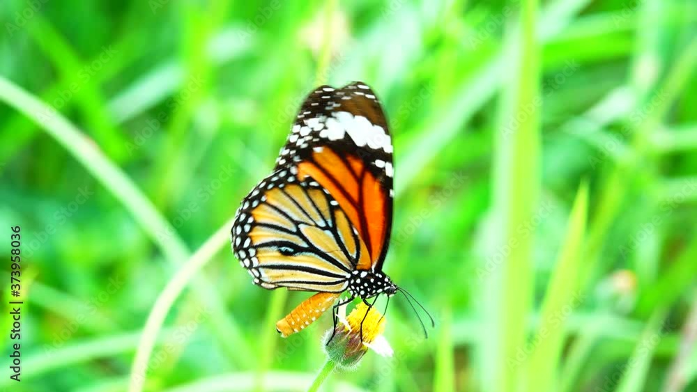 Thai butterfly in pasture flowers Insect outdoor nature Thai butterfly in pasture flowers Insect outdoor nature