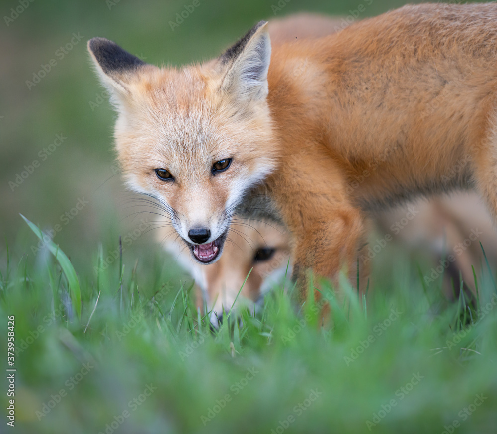 Obraz premium Red fox kit in the wild