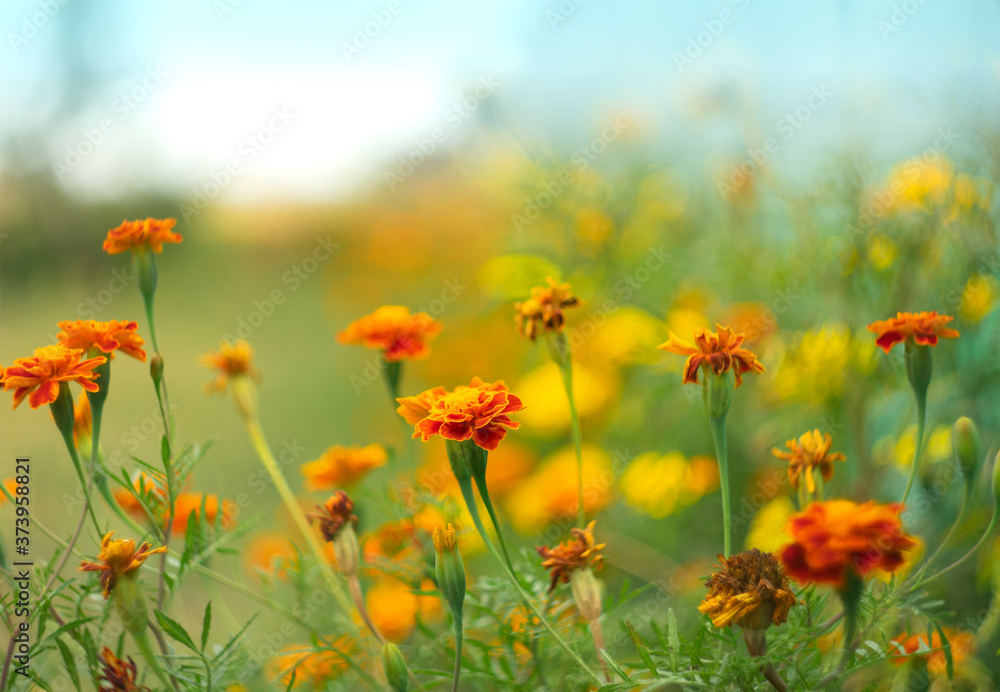 Orange flowers marigolds in the early morning on a blurred natural background Orange flowers marigolds in the early morning on a blurred natural background