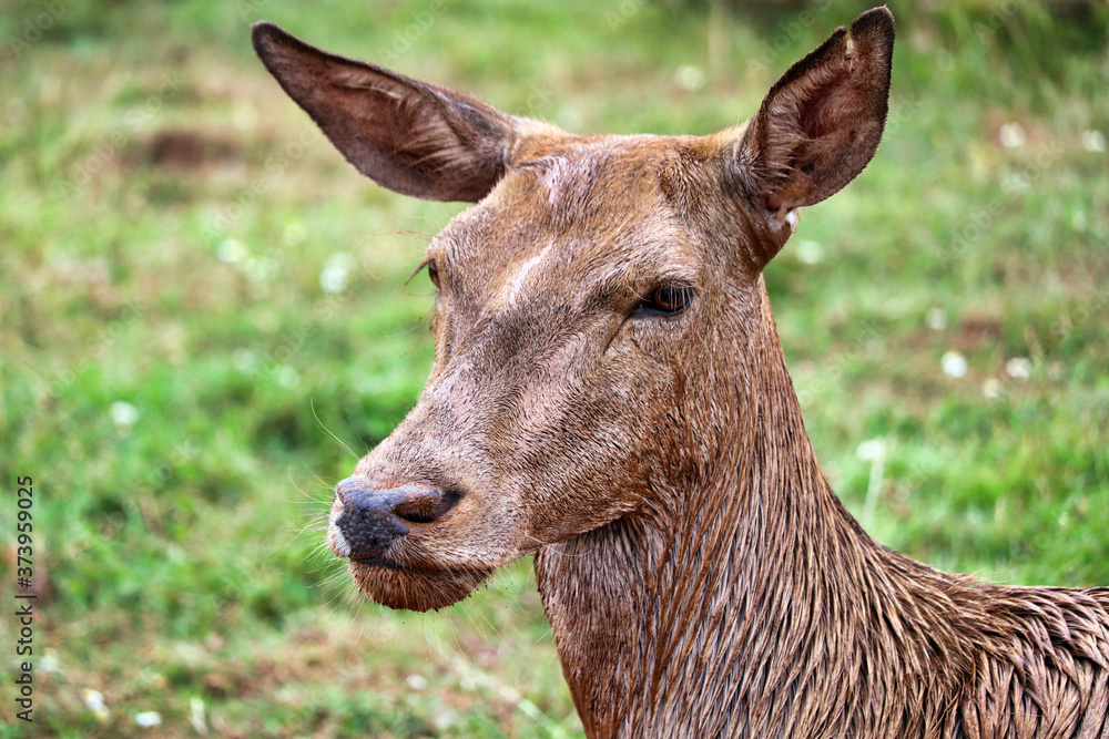 Fototapeta premium Deer in a grass field
