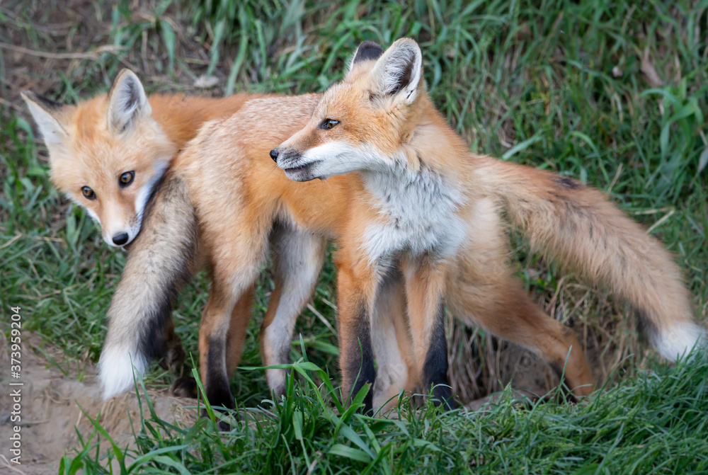 Fototapeta premium Red fox kit in the wild