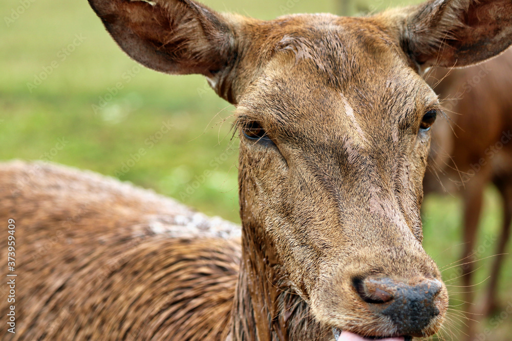 Fototapeta premium Deer in a grass field