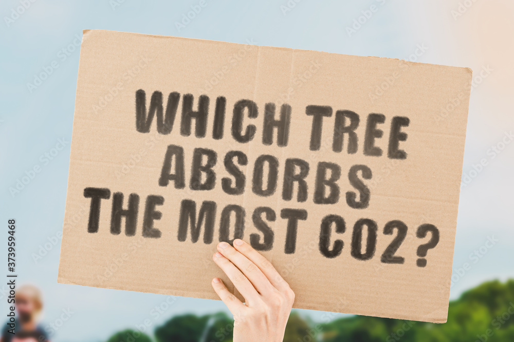 The question " Which tree absorbs the most CO2? " on a banner in men's