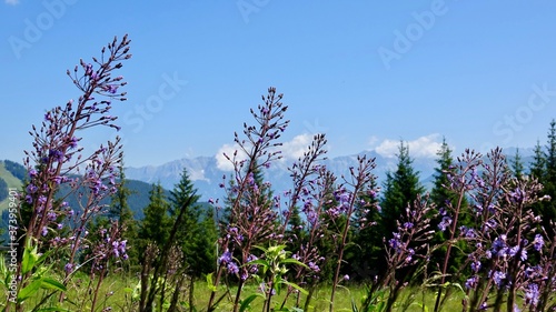 Blühende Alpenblumen im Hochgebirge photo