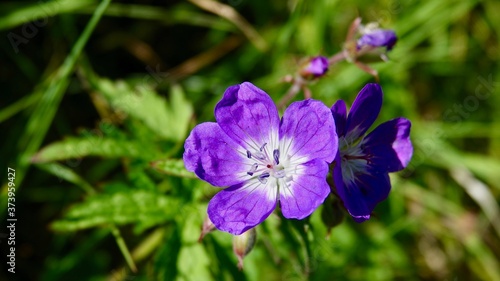Blühende Alpenblumen im Hochgebirge