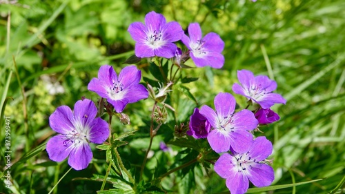 Blühende Alpenblumen im Hochgebirge