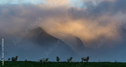 Φωτογραφία sheep grazing in a grass meadow on the Dingle peninsula during misty morning, Co