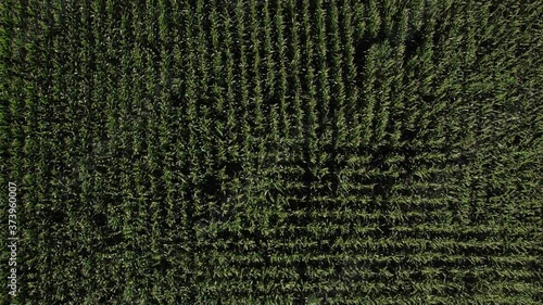 Linear zoom in on a corn field - From aerial view texture to corn plants details photo