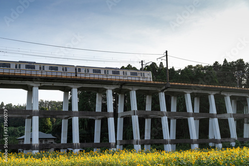 鉄道高架橋とひまわり畑 千葉県大網白里市 日本