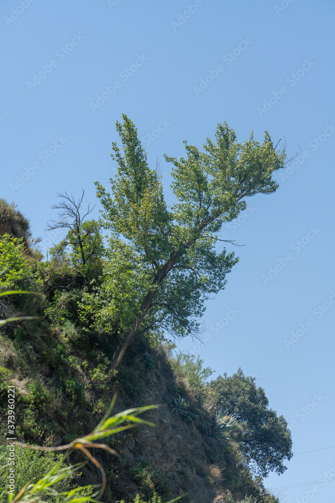 Obraz premium trees on the mountainside