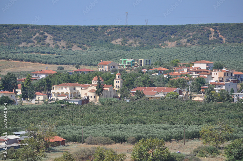 Olive trees in Chalkidiki