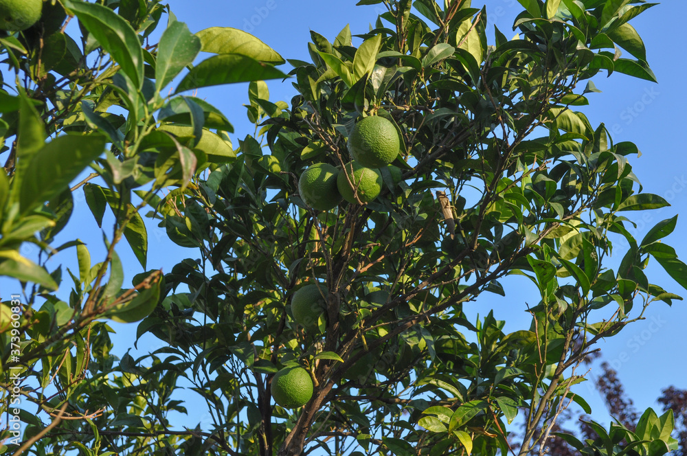 lime (Citrus x latifolia) tree
