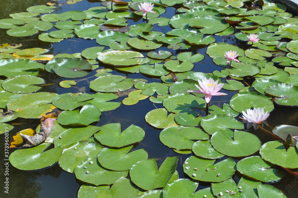 water lily plant (Nymphaea) in a pond water lily plant (Nymphaea) in a pond