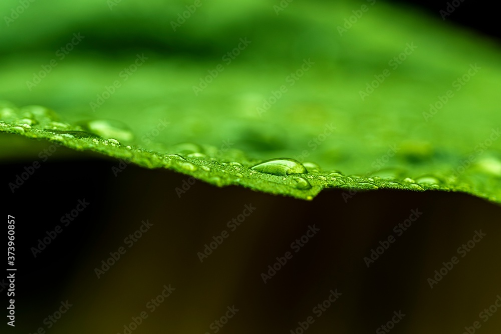 Background with wet leaf from raindrops Background with wet leaf from raindrops