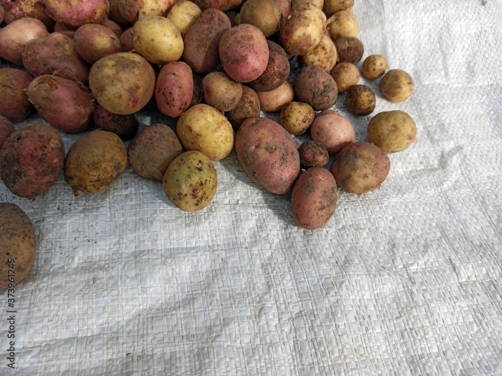 Fresh potato harvested. Texture vegetable white young potato. Close-up top view of a bunch of freshly harvested crops. The potatoes are dried in the sun. Food photography. Harvesting.
