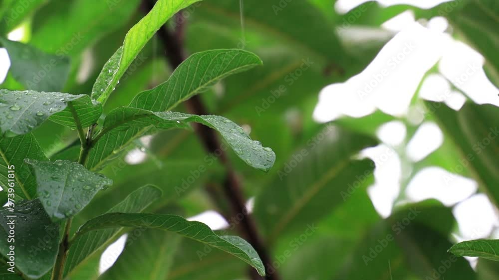 Close up detail of raindrops falling down on green leaf during heavy summer monsoon rainfall. Water Drops washing tree foliage. Rain pouring on green leaves. Close up detail of raindrops falling down on green leaf during heavy summer monsoon rainfall. Water Drops washing tree foliage. Rain pouring on green leaves.