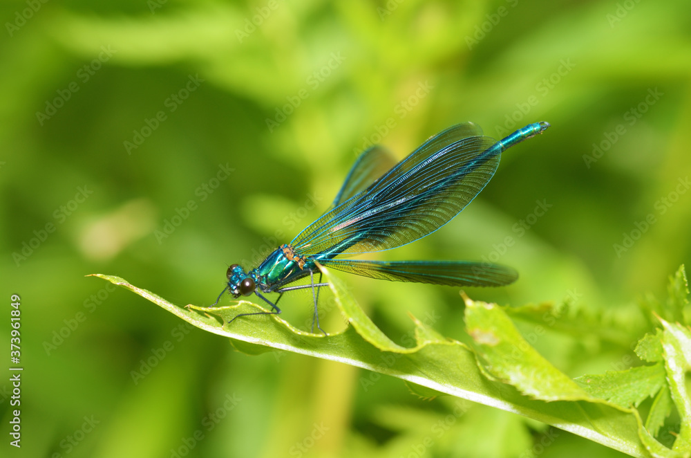Black dragonfly sits on the grass.