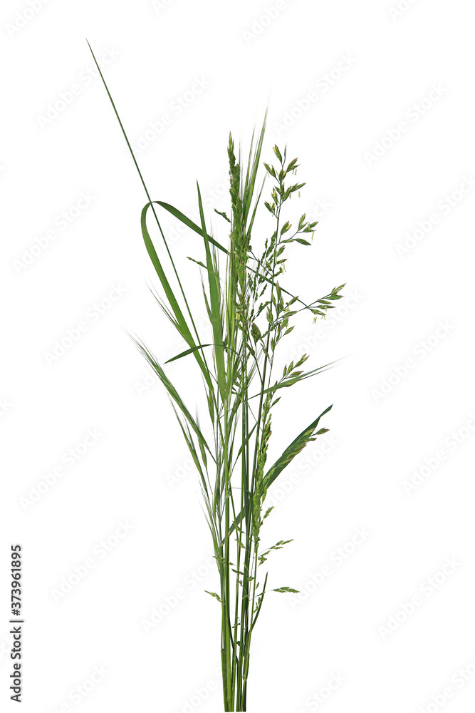 Naklejka premium Bouquet de brins d'herbe 