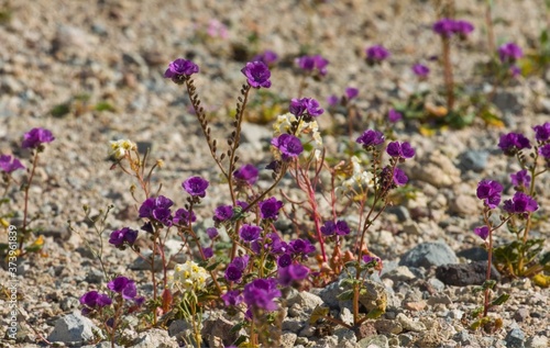 field of lavender flowers