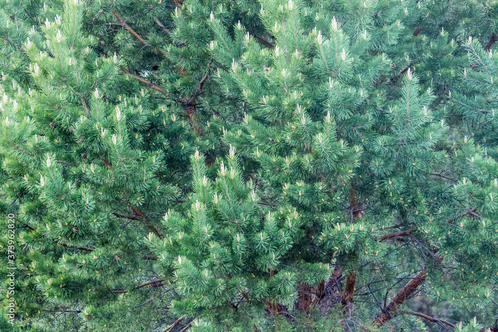 close up of a green pine branches