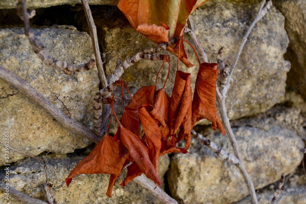 Close up of a dried branch with dried leaves