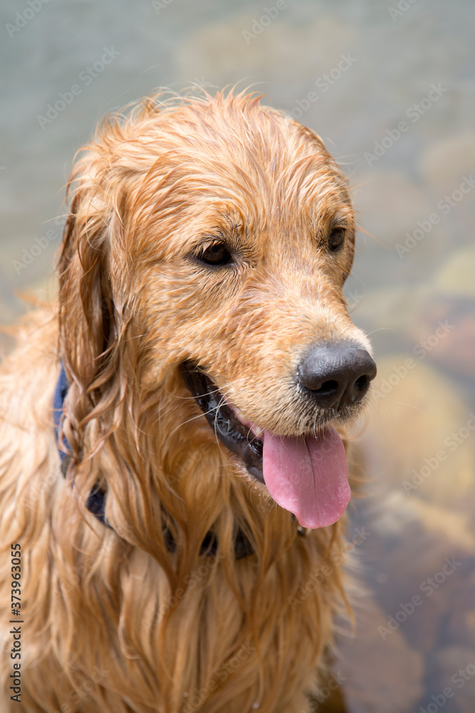 Golden Retriever Dog Golden Retriever Dog