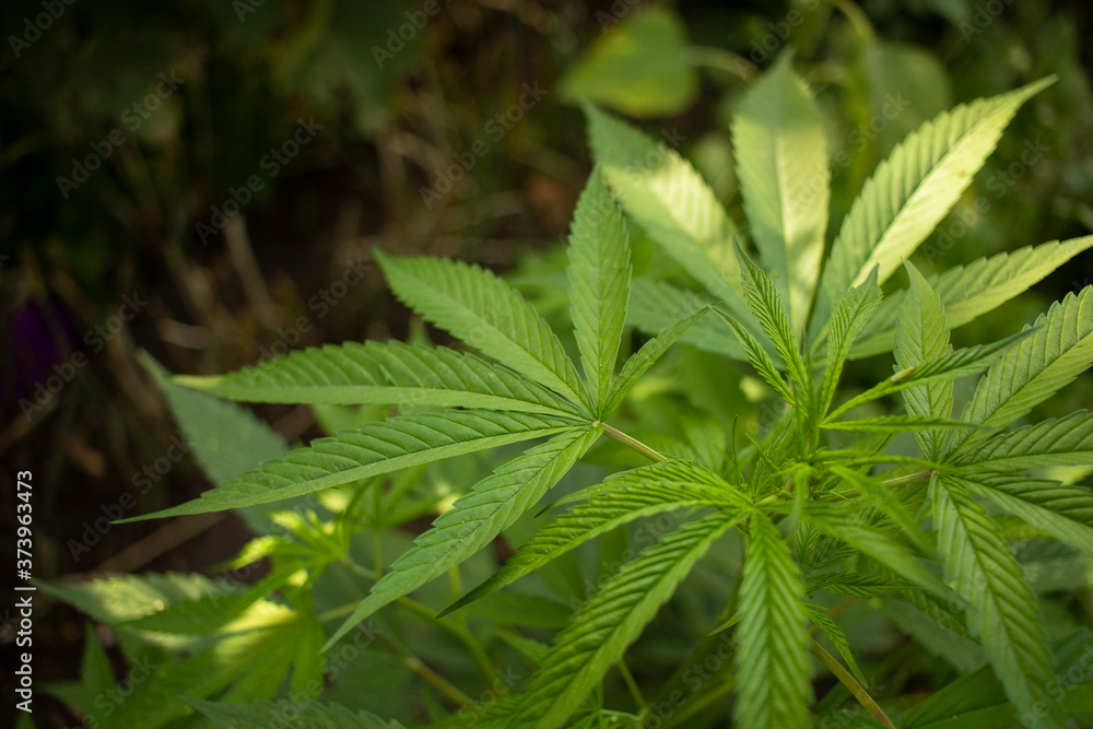 Mariguana Cannabis planta sembrada en patio mexicano latina lationamérica  marihuana hojas mota Stock Photo | Adobe Stock