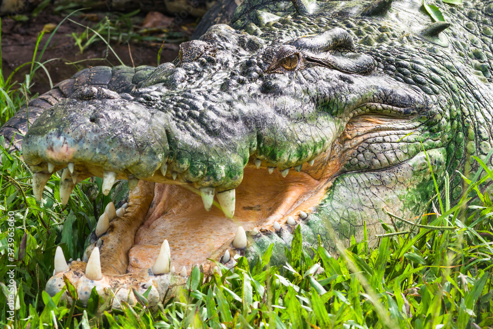 Obraz premium Saltwater crocodile