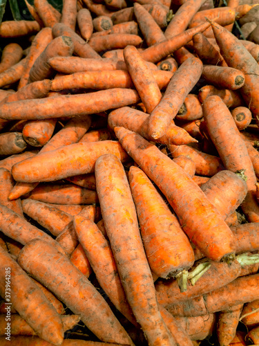 Muddy but fresh carrot immediately after harvest.