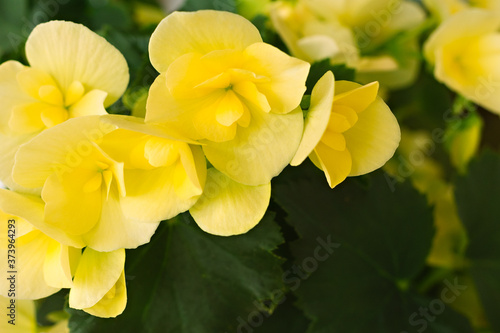 Bright yellow begonia flower. Home floriculture concept