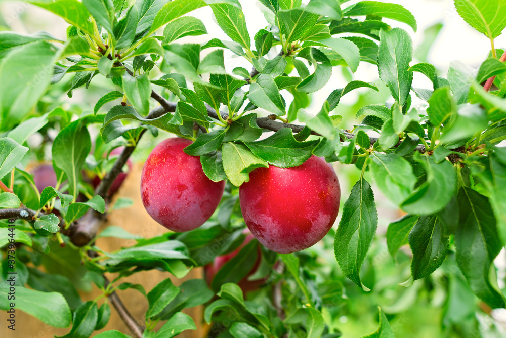 Plum branch tree. Plum tree with ripe plum fruit Plum branch tree. Plum tree with ripe plum fruit