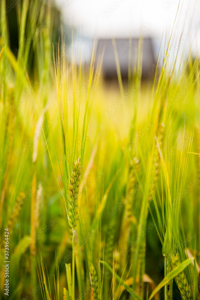 Vertical closeup of ears of barley. There is a defocused village house on the background Vertical closeup of ears of barley. There is a defocused village house on the background